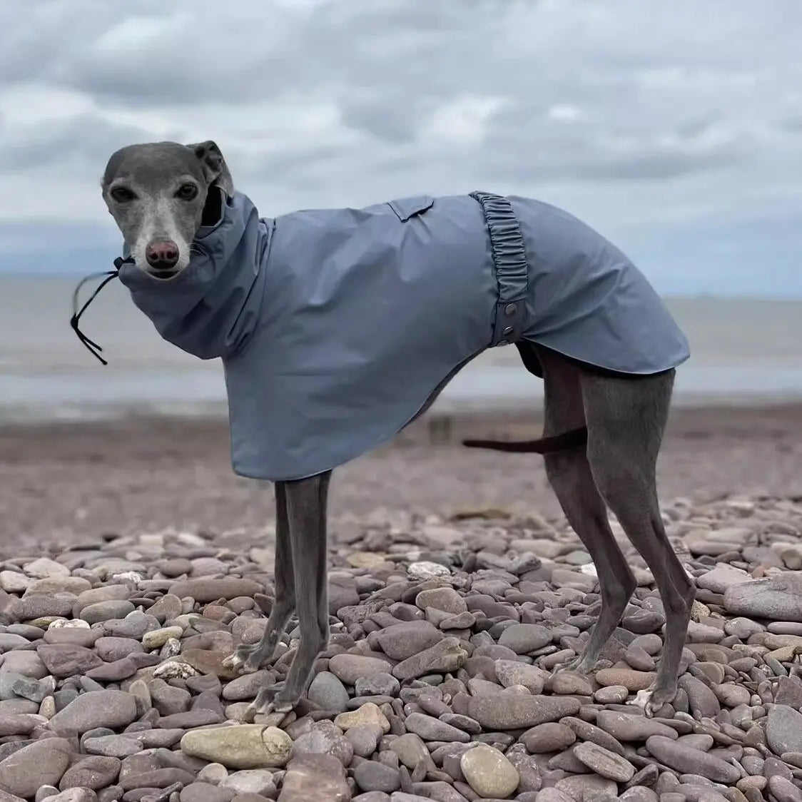 Manteau de Pluie Ajustable pour Chien - Leger et Impermeable