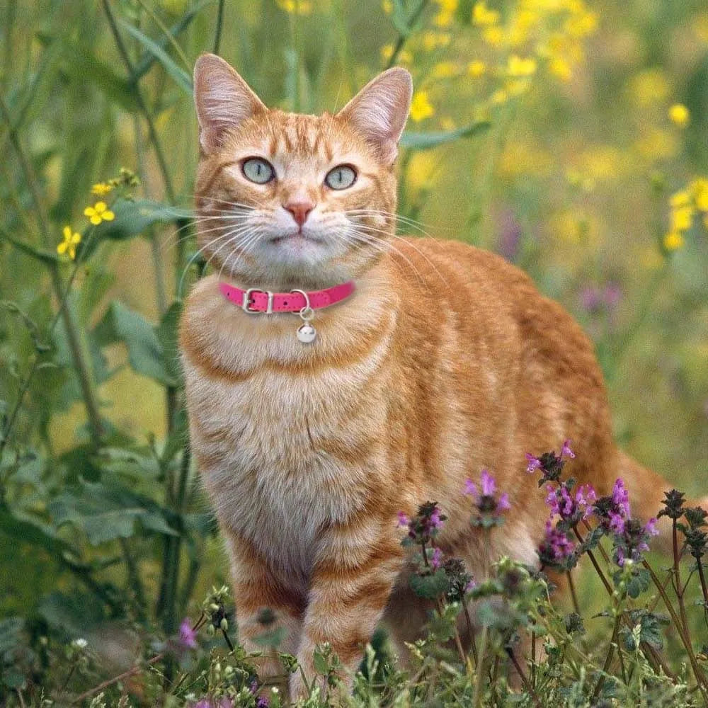 Collier en Cuir avec Clochette pour Chat et Petit Chien