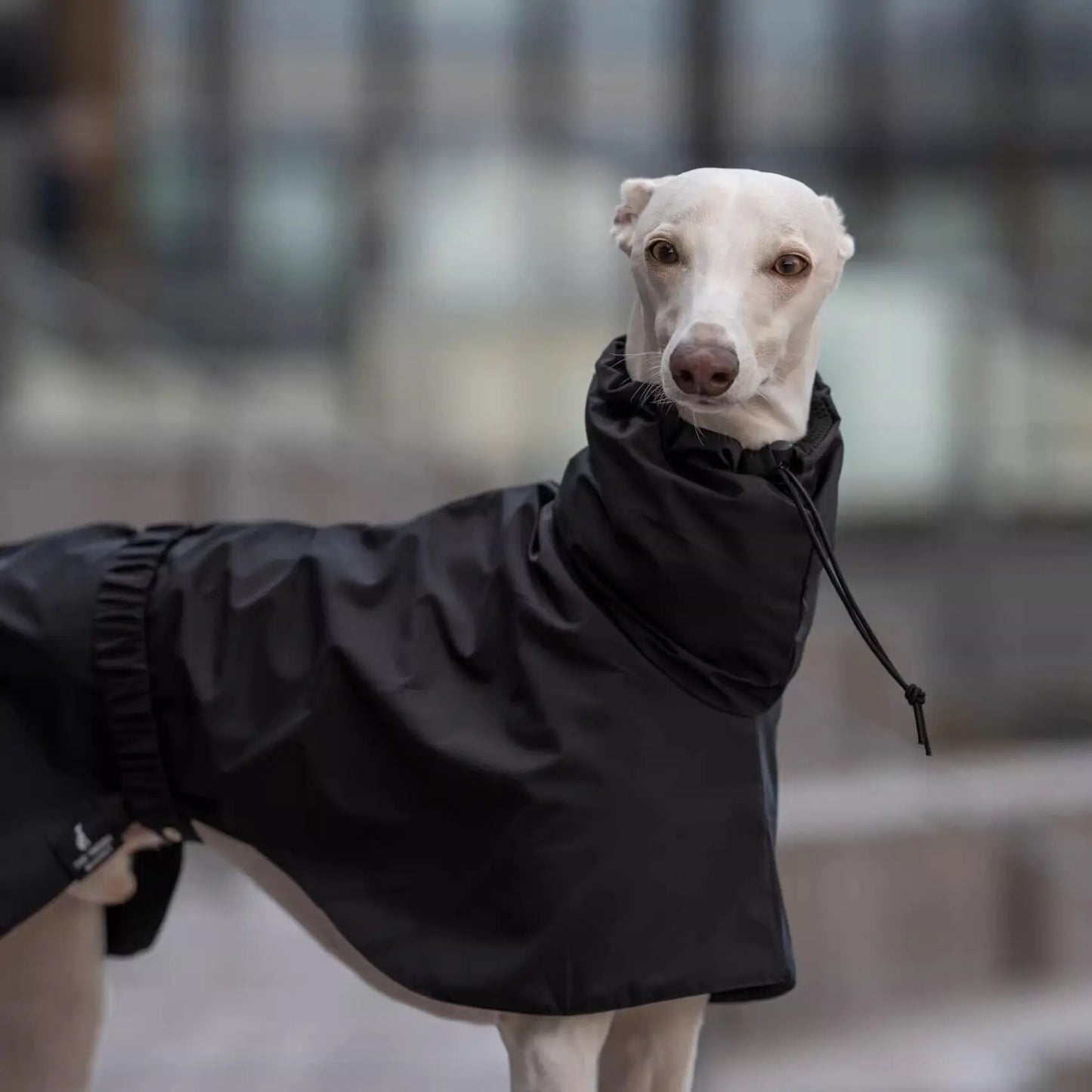 Manteau de Pluie Ajustable pour Chien - Leger et Impermeable