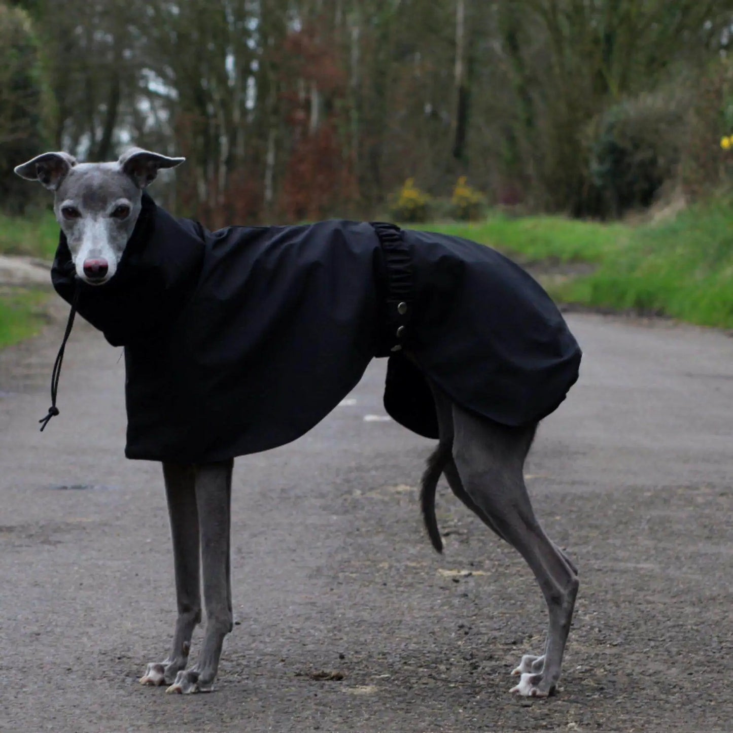 Manteau de Pluie Ajustable pour Chien - Leger et Impermeable