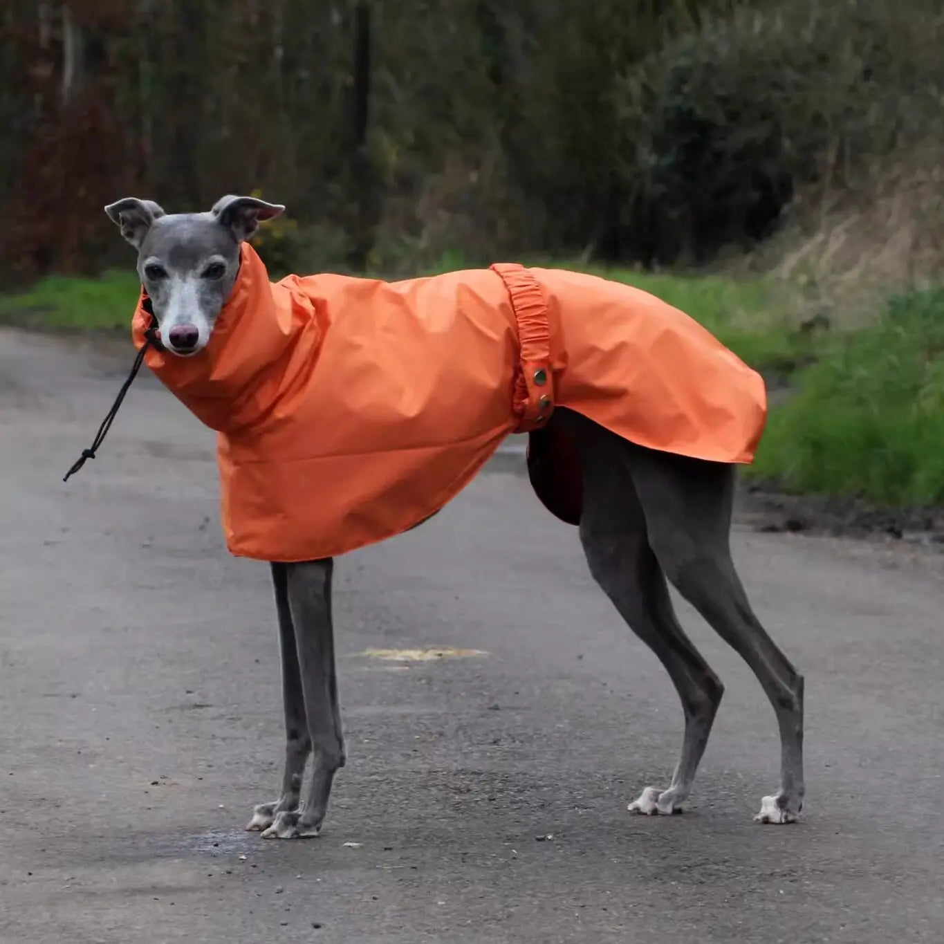 Manteau de Pluie Ajustable pour Chien - Leger et Impermeable