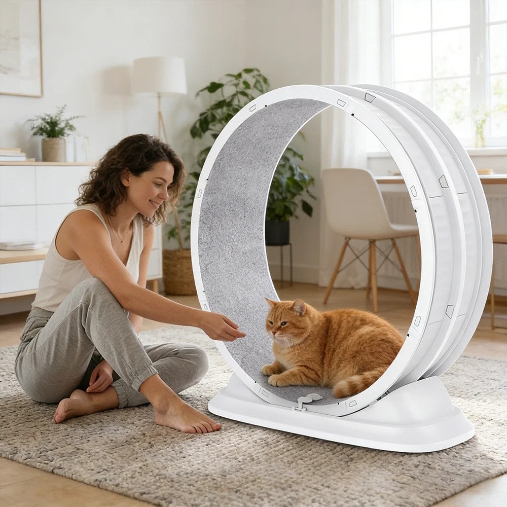 Roue d’exercice SpinCat pour chat d’intérieur