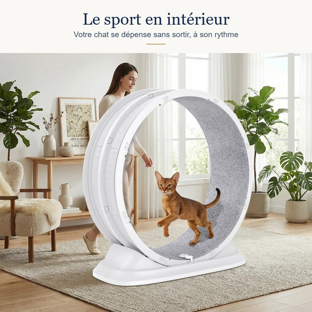 SpinCat – le sport en intérieur pour votre chat