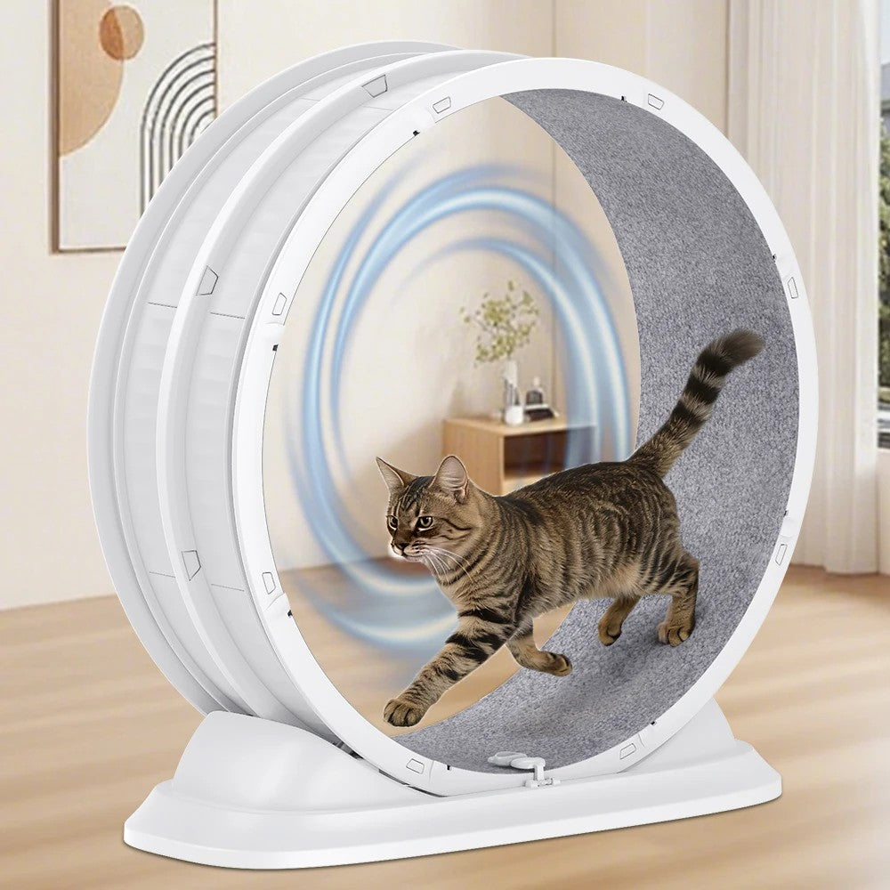 Chat courant dans la roue SpinCat